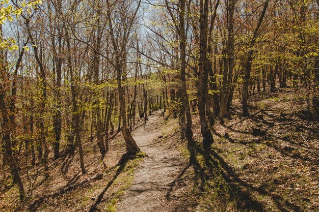 Le soleil brille à travers de petits arbres