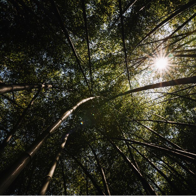 Soleil à travers grand arbre