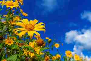 Photo gratuite souci d'arbre ou fleur mexicaine en fleurs et ciel bleu.