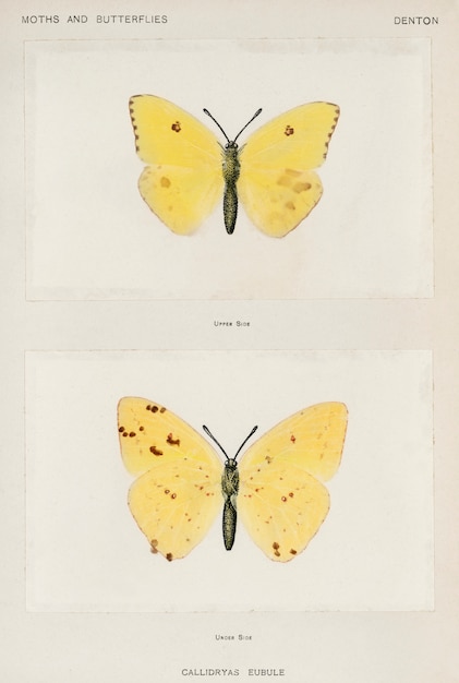 Photo gratuite soufre sans nuages ​​(callidryas eubule) provenant de papillons et papillons des états-unis