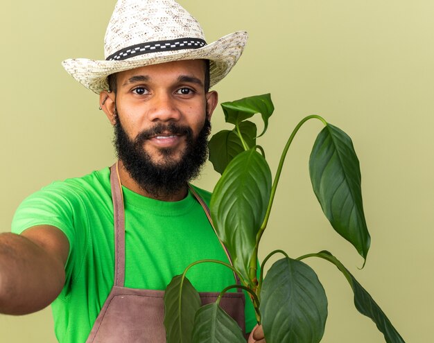 Souriant jeune jardinier afro-américain portant un chapeau de jardinage tenant une plante isolée sur un mur vert olive