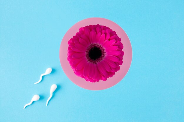 Spermatozoïdes à plat et fleur rose