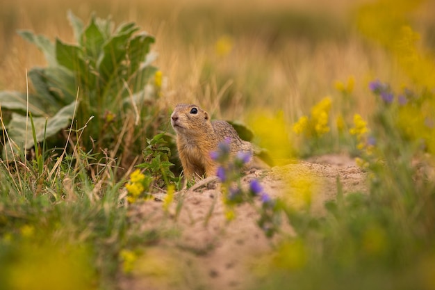 Spermophile commun sur un pré en fleurs. Suslik européen. Spermophilus citellus. Animal sauvage dans l'habitat naturel. Petit parc au milieu de la ville de pointe.