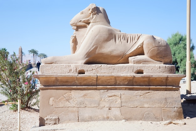 Photo gratuite sphinx à tête bombée au temple de karnak