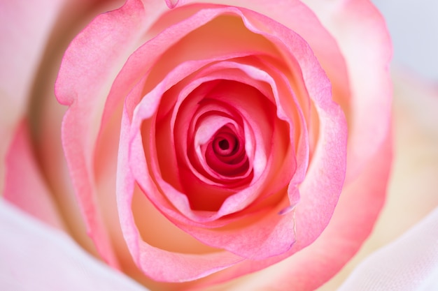 Spirales d&#39;une rose à proximité