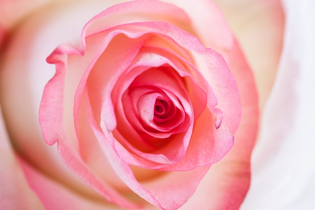 Photo gratuite spirales d'une rose à proximité