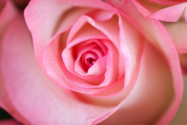 Spirales d&#39;une rose