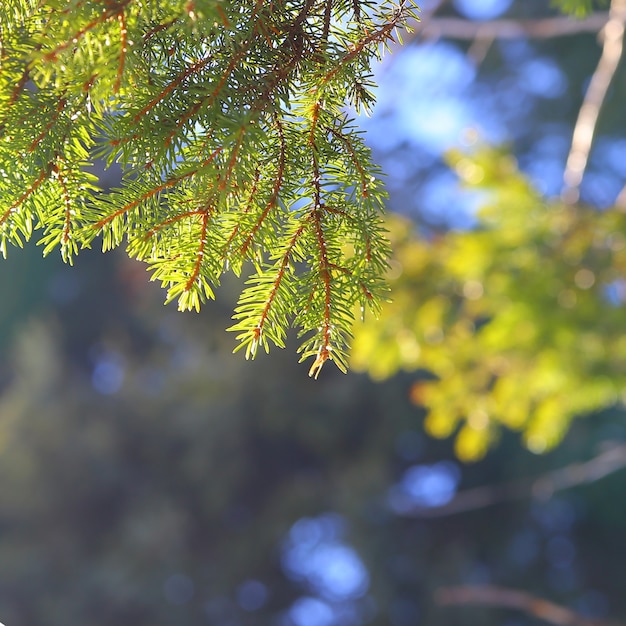 Spruce branches sur fond de forêt.