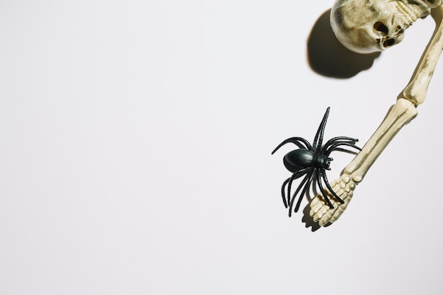 Photo gratuite squelette avec une grosse araignée à la main