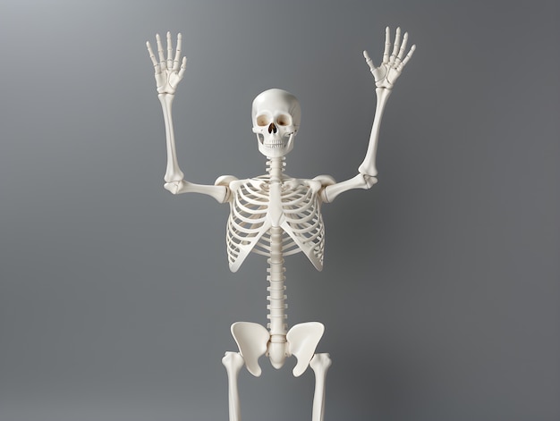 Photo gratuite squelette en studio