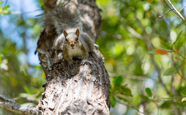 Photo gratuite squirrel