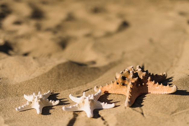 Starfishes sur le sable