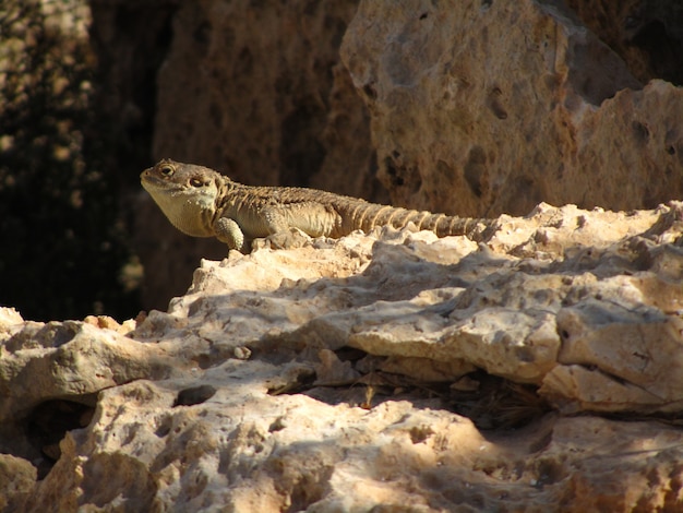 Stellagama rampant sur les rochers sous le soleil de Malte