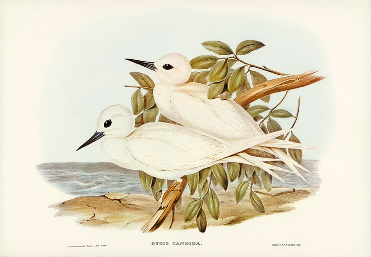 Photo gratuit sterne blanche (gygis candida) illustrée par elizabeth gould