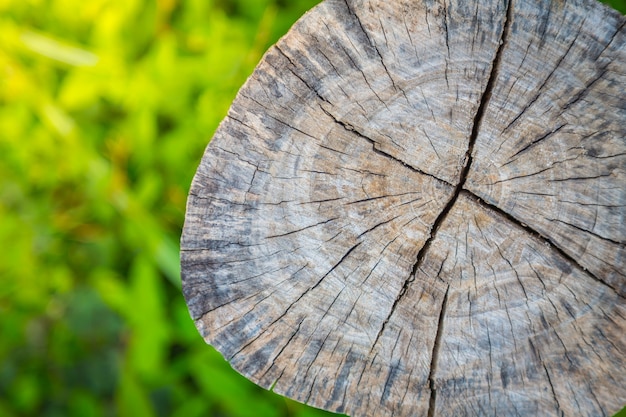 Stump d&#39;un arbre