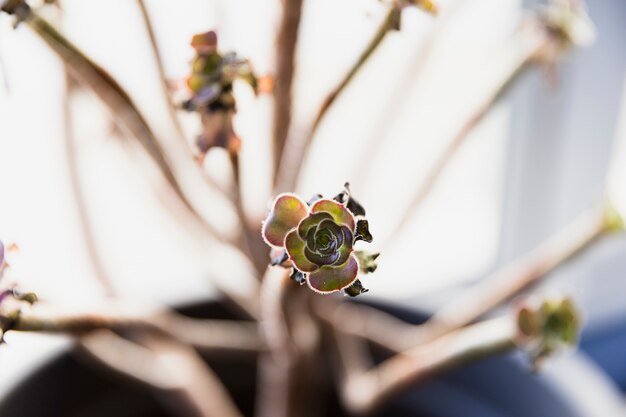 Succulente plante de bureau