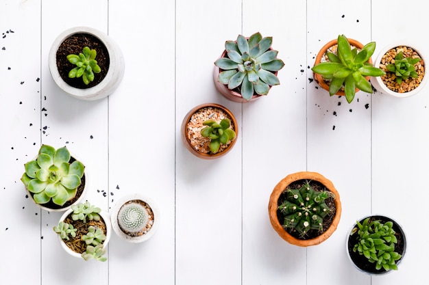 Succulentes et cactus sur fond blanc en bois