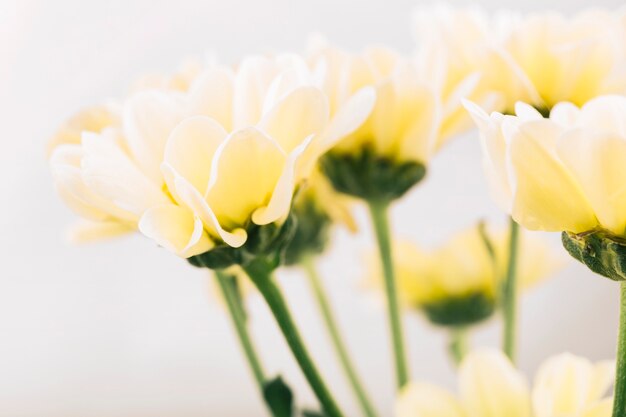 Superbe fleur qui pousse sur la plante