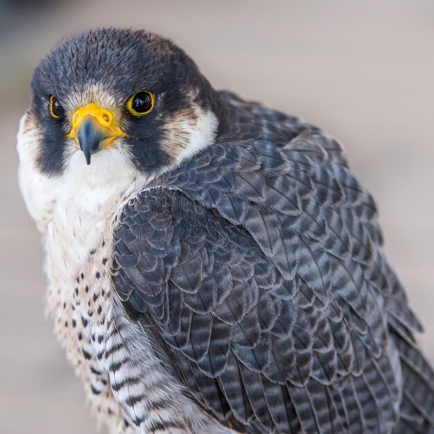 Superbe gros plan d'un aigle regardant la caméra