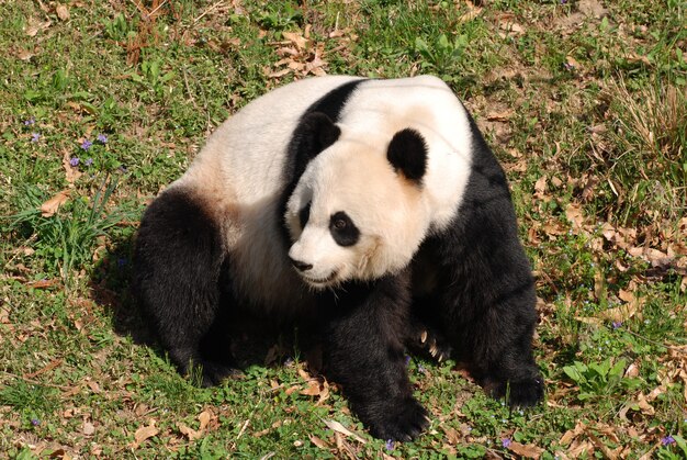 Superbe ours panda géant assis.