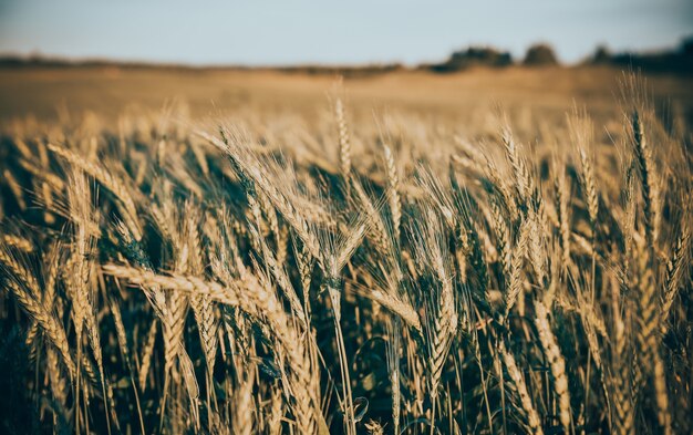 Superbe photo d'épis de grain sur un champ de blé