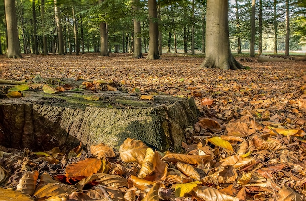 Superbe photo d'une forêt couverte de feuilles sèches entourée d'arbres à l'automne