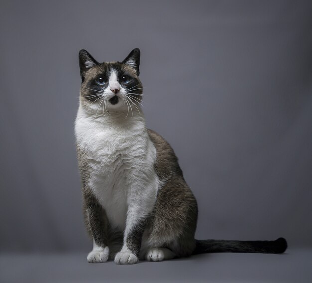 Superbe portrait carré d'un adorable chat mignon