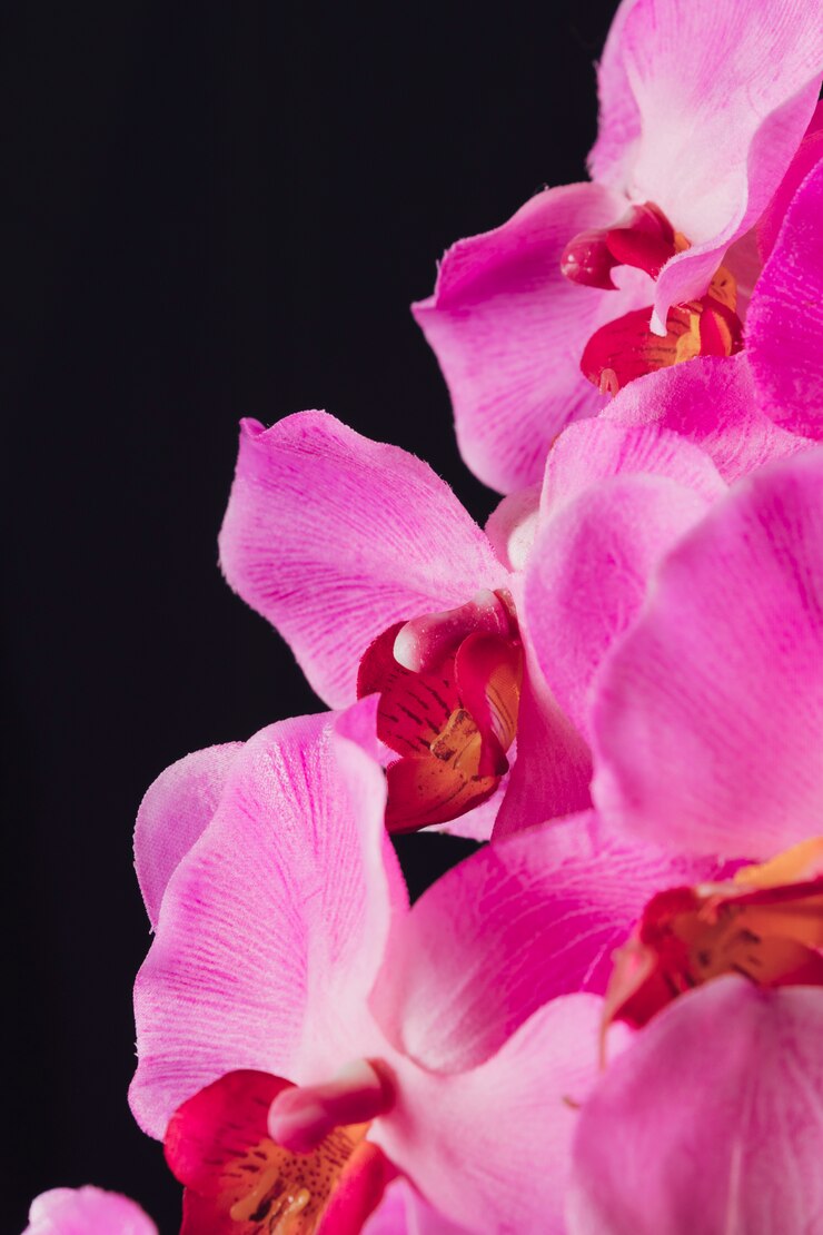 Photo gratuit superbes fleurs roses aromatiques fraîches