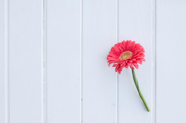 surface blanche avec une belle marguerite