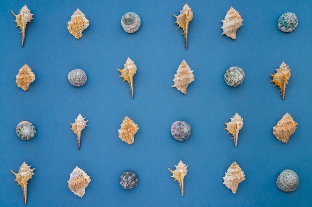 Surface bleue avec une grande variété de coquilles marines