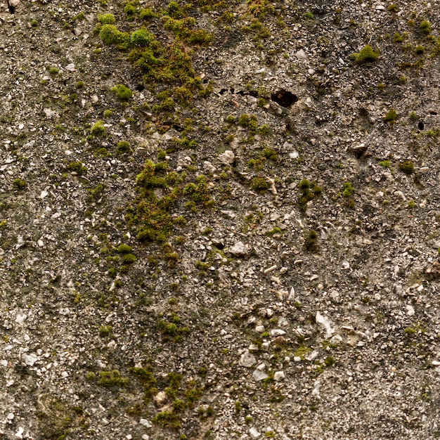 Surface de ciment avec des roches et de la mousse