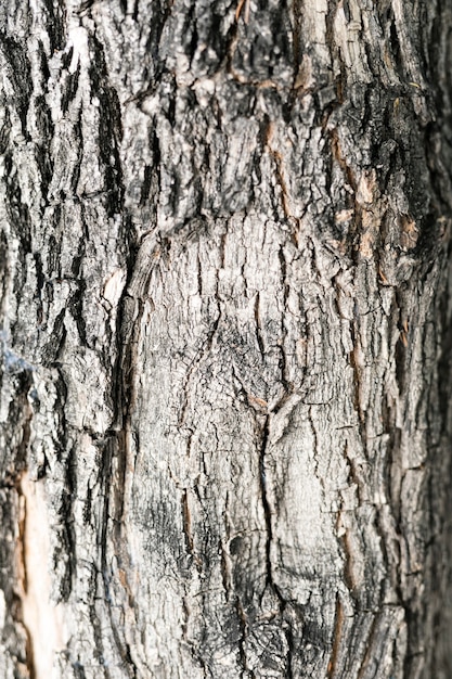 Photo gratuite surface d'écorce d'arbre