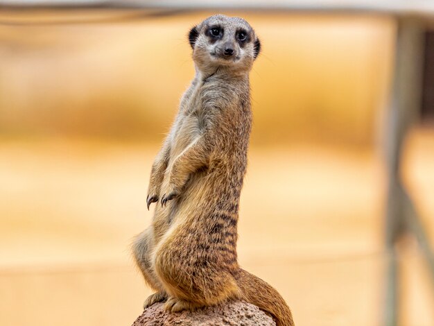 Suricate Drole Assis Sur Une Buche D Arbre Photo Gratuite