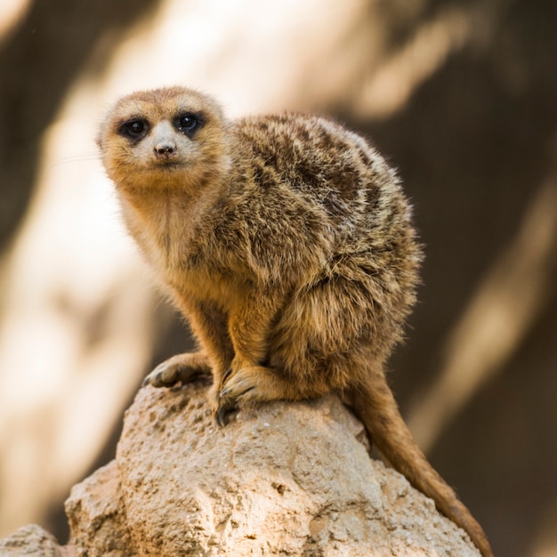 Suricate