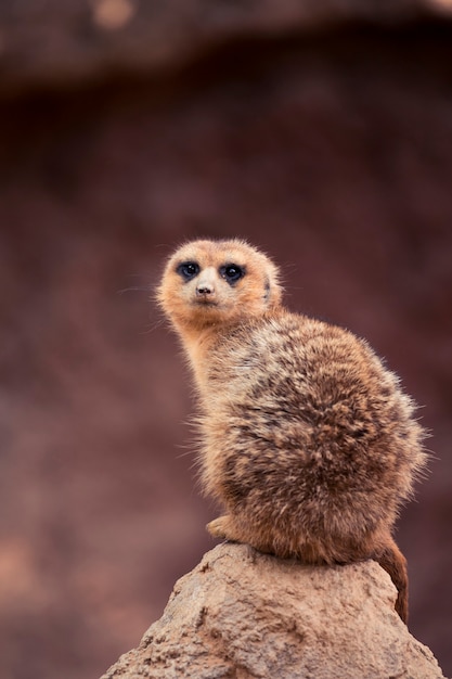 Photo gratuite suricate