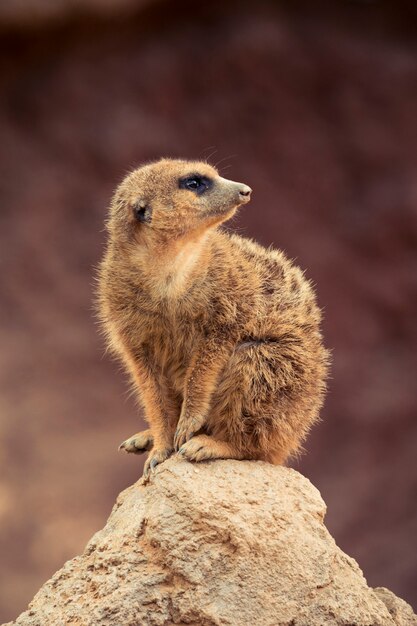 Suricate