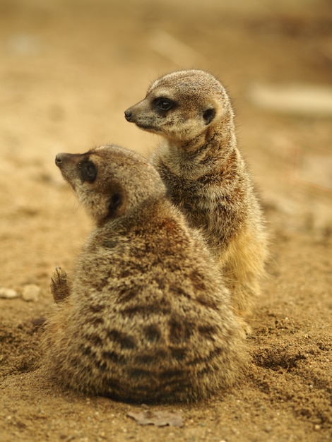 Suricates bruns debout les uns à côté des autres sur le terrain