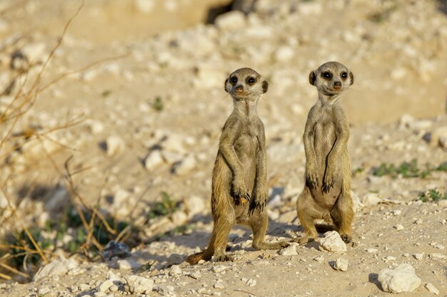 Suricates mignons de suricat dans une zone désertique pendant la journée