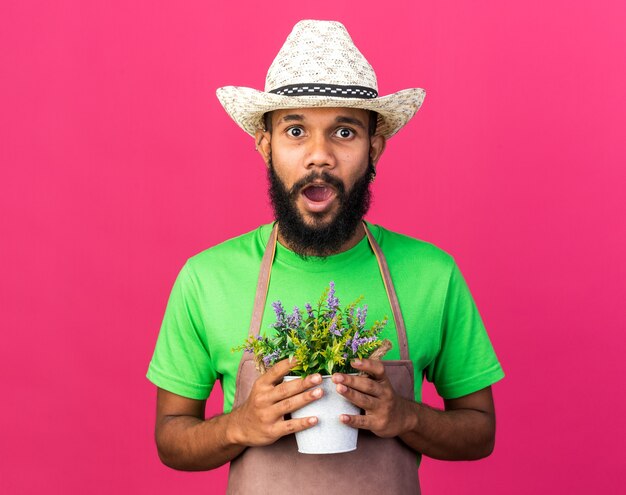 Surpris jeune jardinier afro-américain portant un chapeau de jardinage tenant une fleur dans un pot de fleur isolé sur un mur rose