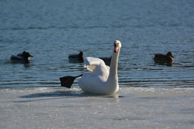 Swan assis sur la glace près de la rivière