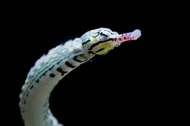 Syngnathe libre de vue de côté tête de syngnathe avec fond noir