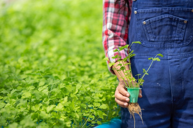 Photo gratuite système hydroponique, planter des légumes et des herbes sans utiliser le sol pour la santé