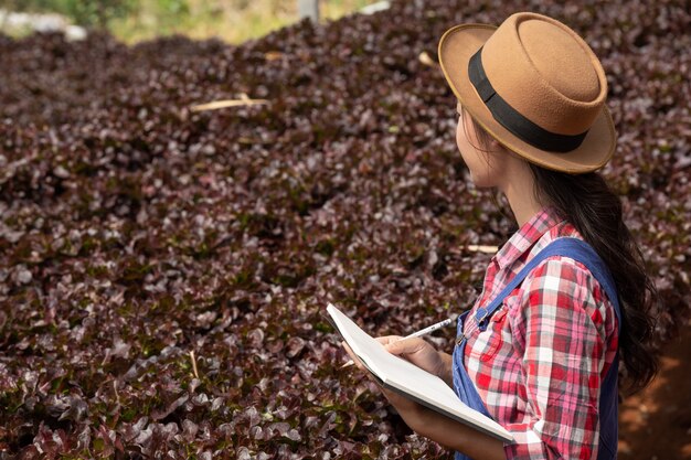 Système hydroponique, planter des légumes et des herbes sans utiliser le sol pour la santé