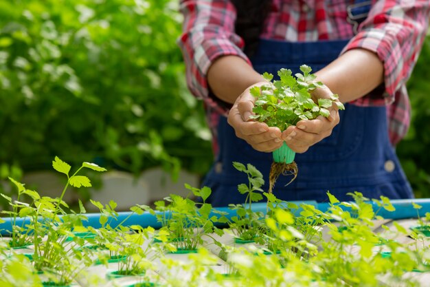 Système hydroponique, planter des légumes et des herbes sans utiliser le sol pour la santé