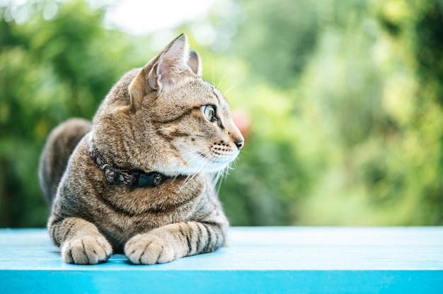 tabby sur le sol en ciment bleu et regardant à gauche