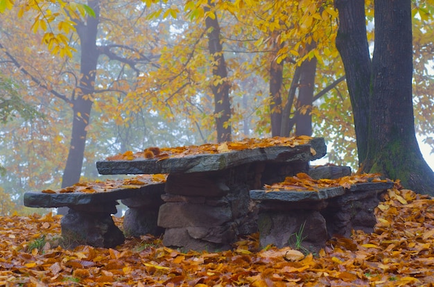 Table et bancs en pierre dans une forêt entourée de feuilles et d'arbres colorés pendant l'automne