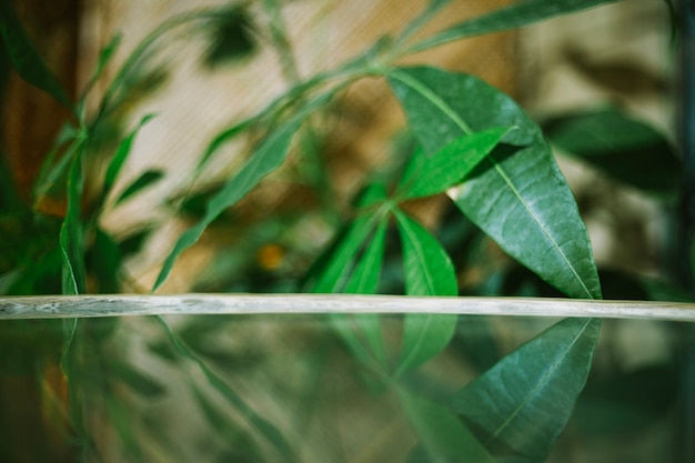 Table en verre près de la plante