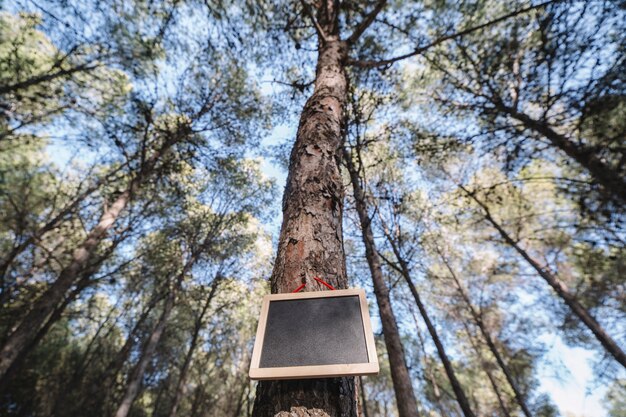 Tableau sur l&#39;arbre de la forêt