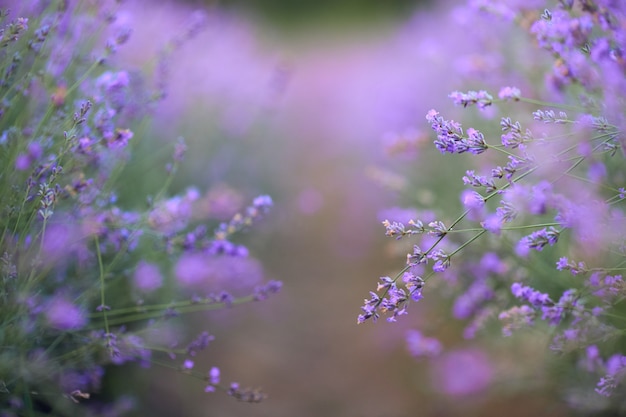 Taches violettes dans un champ de lavande en fleurs