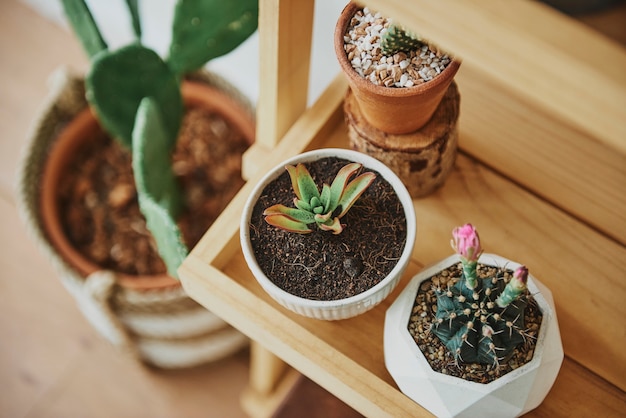 Étagère à plantes en bois avec de jolis petits cactus